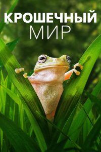 Крошечный мир (2020)